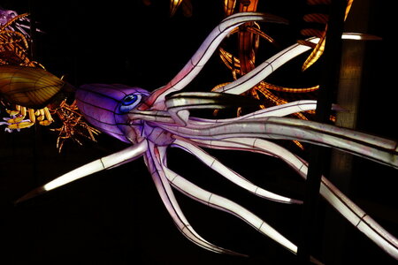 20250111 - Illuminations 2024 - Jurassique en voie d'illumination, 007