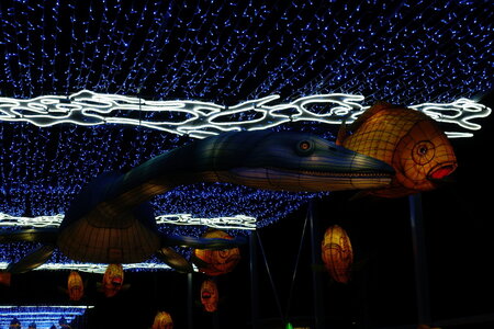 20250111 - Illuminations 2024 - Jurassique en voie d'illumination, 017