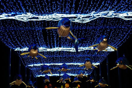 20250111 - Illuminations 2024 - Jurassique en voie d'illumination, 018