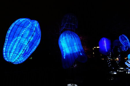 20250111 - Illuminations 2024 - Jurassique en voie d'illumination, 023