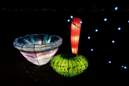 20250111 - Illuminations 2024 - Jurassique en voie d'illumination, 038