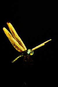 20250111 - Illuminations 2024 - Jurassique en voie d'illumination, 044