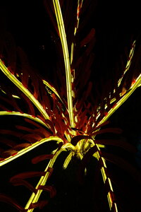 20250111 - Illuminations 2024 - Jurassique en voie d'illumination, 051