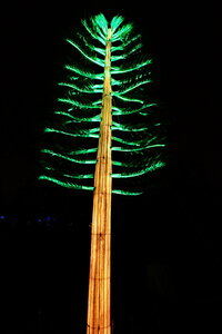 20250111 - Illuminations 2024 - Jurassique en voie d'illumination, 072