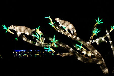 20250111 - Illuminations 2024 - Jurassique en voie d'illumination, 084