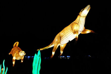 20250111 - Illuminations 2024 - Jurassique en voie d'illumination, 088