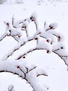 Barbeyroux, 20260129 Barbeyroux   43 