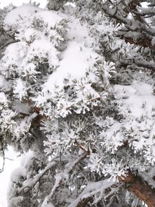 Barbeyroux, 20260129 Barbeyroux   44 