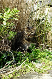 20250227 - Dinan, 009