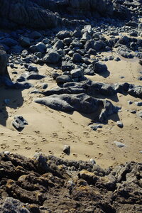 20250301 - Rochers sculptés de Rothéneuf, 28