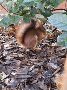 Janvier, 20260130_110104