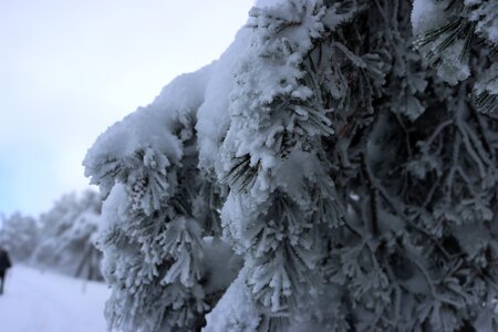 Randonnée féerique vers le Lac de Barbeyroux, IMG_1367