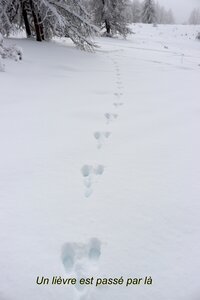 Randonnée féerique vers le Lac de Barbeyroux, IMG_1402
