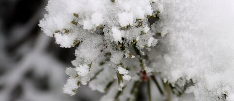 Randonnée féerique vers le Lac de Barbeyroux, IMG_1420