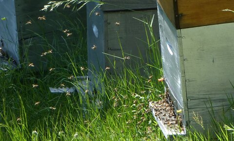 LaPlanchedEnvol, PlancheEnvol