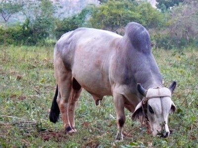 bestiaire, cuba2007069