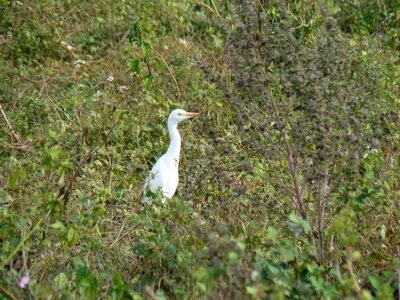 bestiaire, cuba2007083