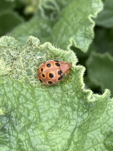 bestiaire, IMG_4965 henocepilachna