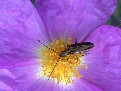 bestiaire, IMG_5875 Oed&eacute;m&egrave;re ochrac&eacute;