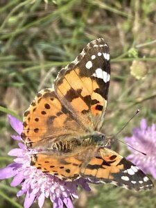 bestiaire, IMG_5956 vanesse kershawi