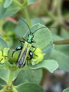 bestiaire, IMG_6234 oed&eacute;m&egrave;re noble