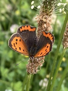 bestiaire, IMG_6237 lycaena