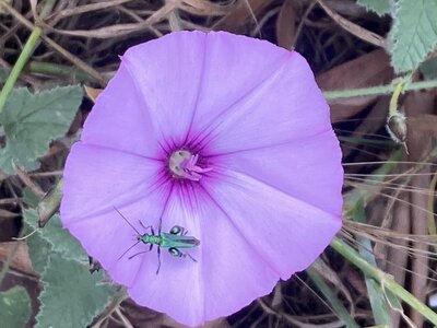 bestiaire, liseron fausse-guimauve ou de provence