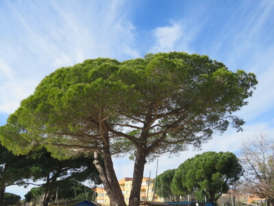 La Londe J1, IMG_1208