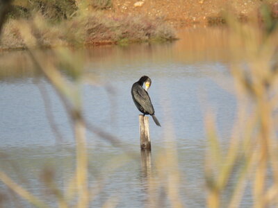 La Londe J1, IMG_1222