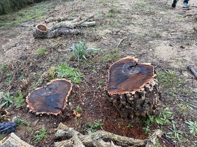 La Londe J3, IMG_3688