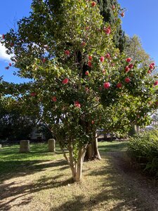 La Londe J3, IMG_3731