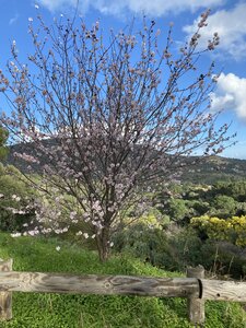 La Londe J3, IMG_3743