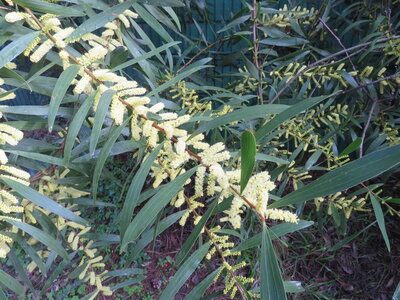 La Londe J4j, IMG_1267