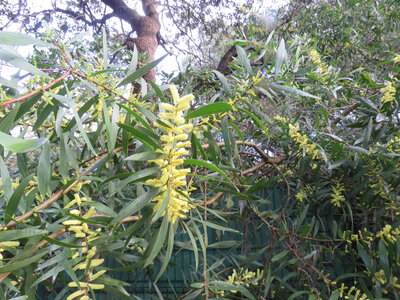 La Londe J4j, IMG_1268