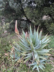 La Londe J5, IMG_3999