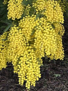 La Londe J5, IMG_4008