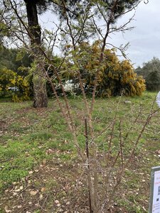 La Londe J5, IMG_4019