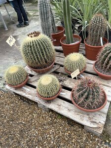 La Londe J5, IMG_4024