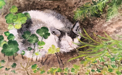 Cdessins, Chouquette