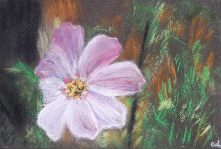 Cdessins, fleurcrayon