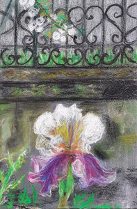 Cdessins, fleur-rembarde