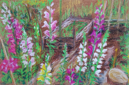 Cdessins, gueules-de-loup