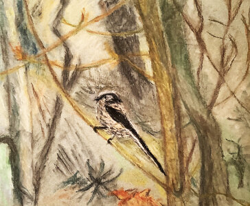 Cdessins, oiseau-pastel-2024-04