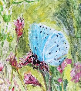 Cdessins, papillons-2-retouch-detail2