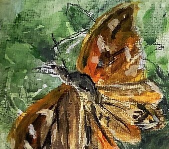 Cdessins, papillons-2-retouch-detail3