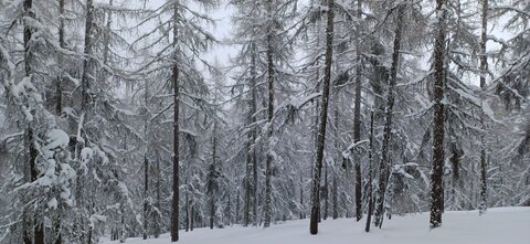 Raquettes à Ancelle, 20260217_115140