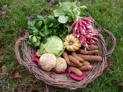 Liste-participative-eygdd, panier-legumes-le-giraumon