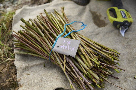 Plantation Osier 21 Fevrier 2026, _BBB7260