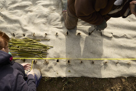 Plantation Osier 21 Fevrier 2026, _BBB7264