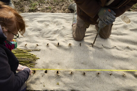 Plantation Osier 21 Fevrier 2026, _BBB7267